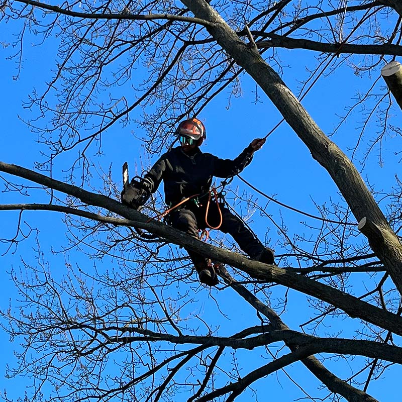 Our values - Niagara Tree Company