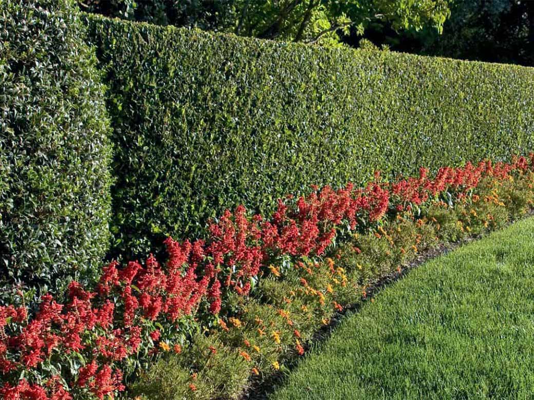 Hedge Trimming Service in the Niagara Region