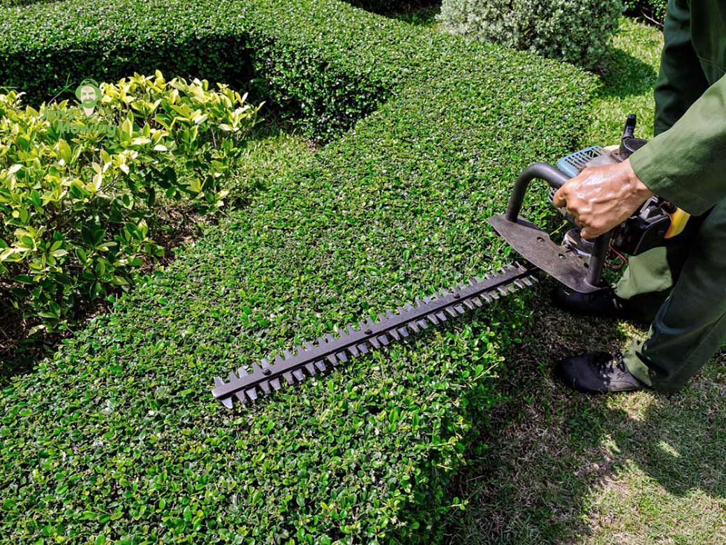 Hedge Trimming Company Serving the Niagara Region