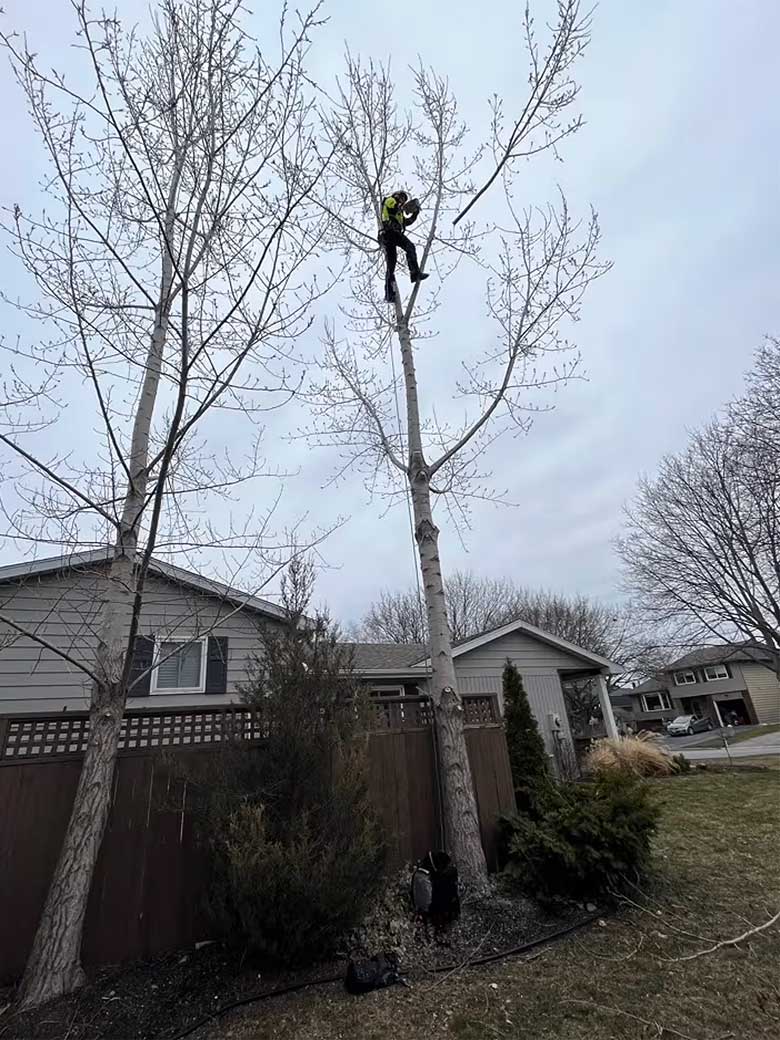 Arborist Services in the Niagara Region