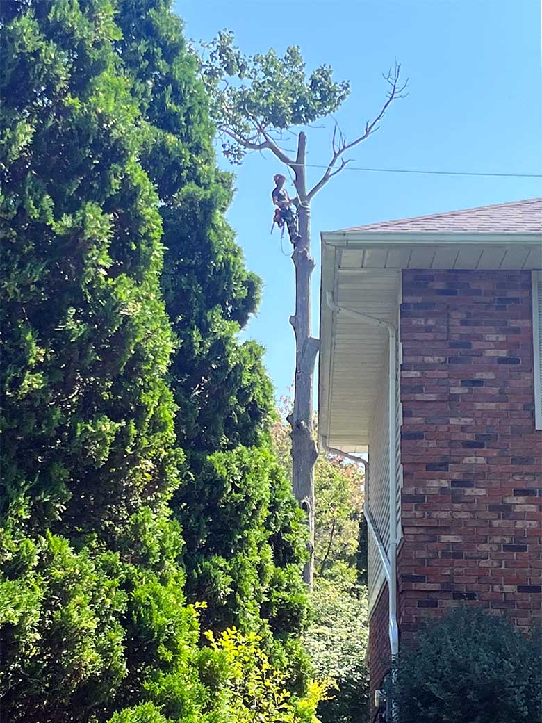 Arborist Service from Niagara Tree Company in Beamsville, ON