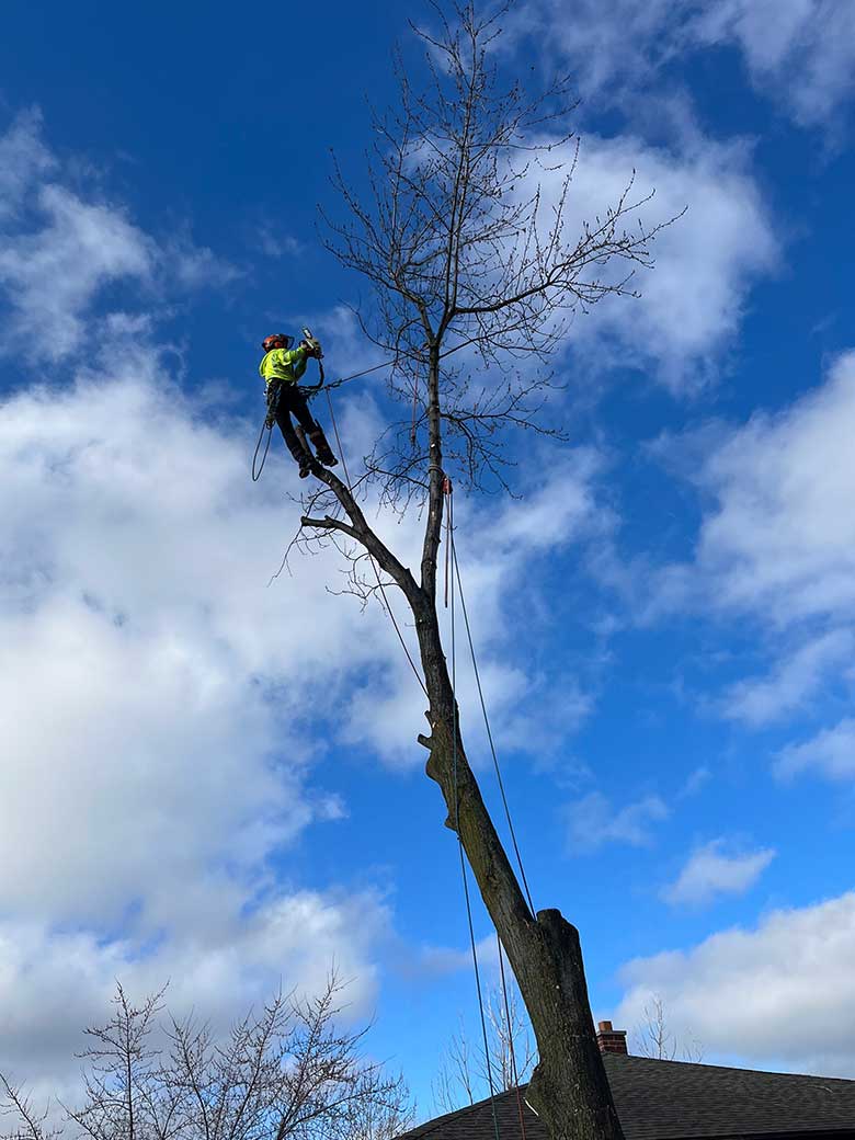 Arborist Service in Beamsville, ON