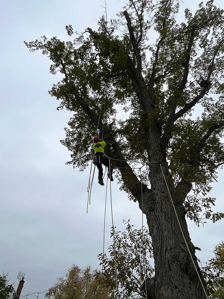 Local Arborist Working in the Niagara Region
