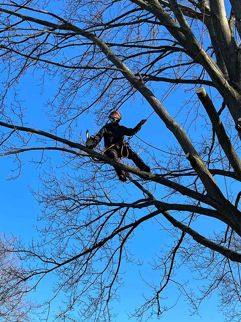 Arborist Services by Niagara Tree Company, Serving the Niagara Region
