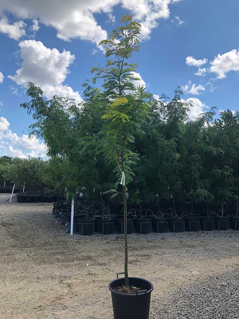 Niagara Tree Farm in Beamsville, ON