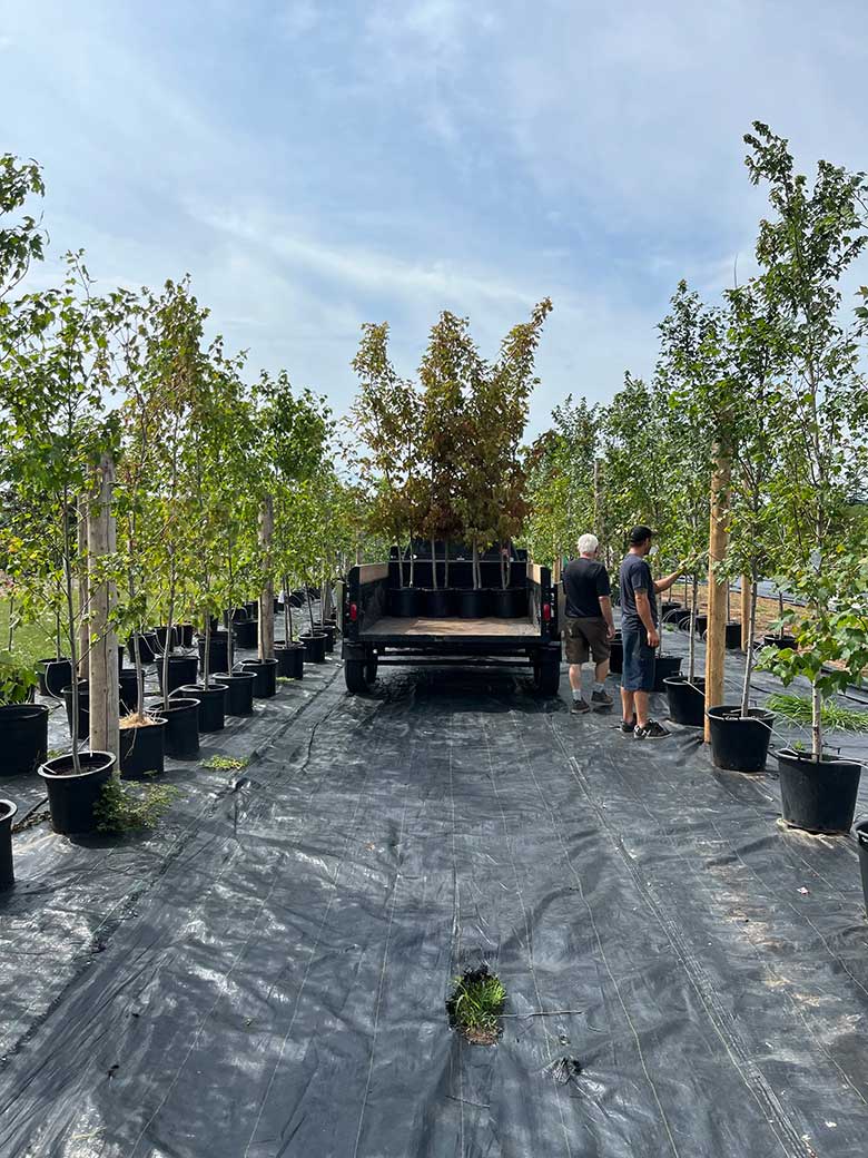 Image of the Niagara Tree Company Tree Farm in Beamsville, ON