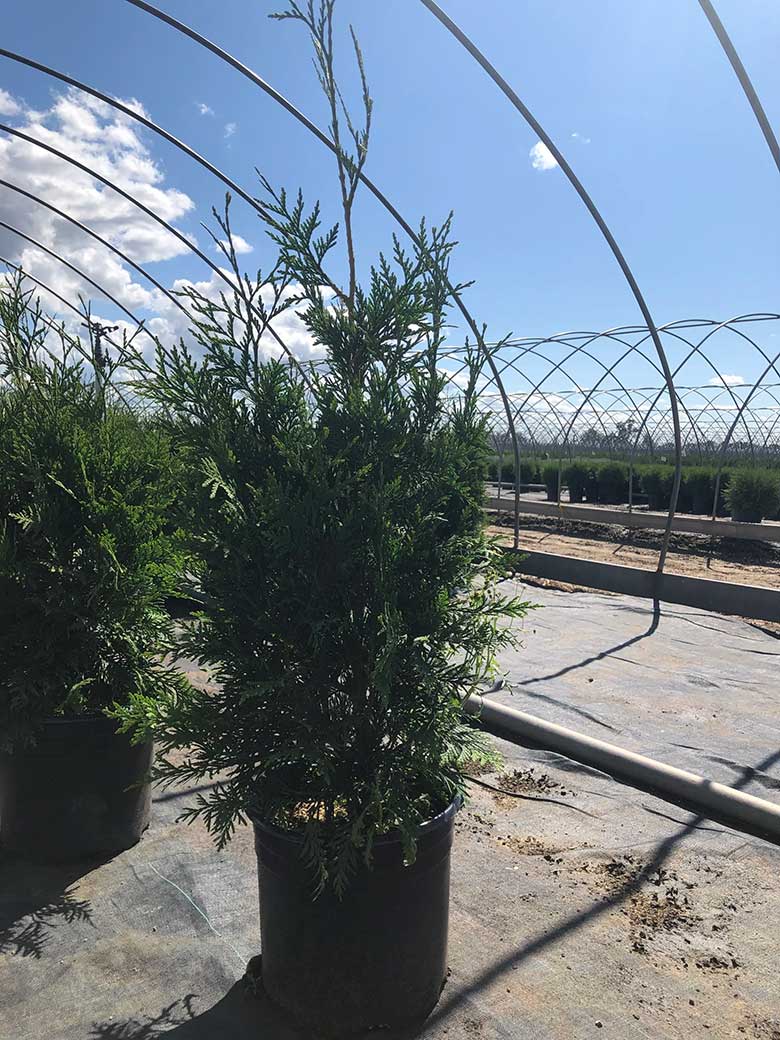 Image of Our Tree Farm at Niagara Tree Company in Beamsville, ON