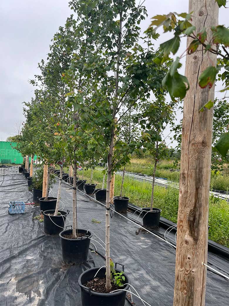 Our Tree Farm in Beamsville, Serving the Niagara Region