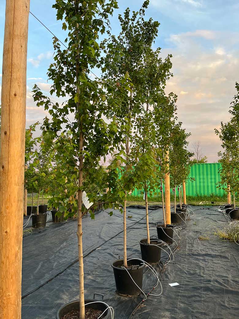 Our Tree Farm at Niagara Tree Company, Serving the Niagara Region