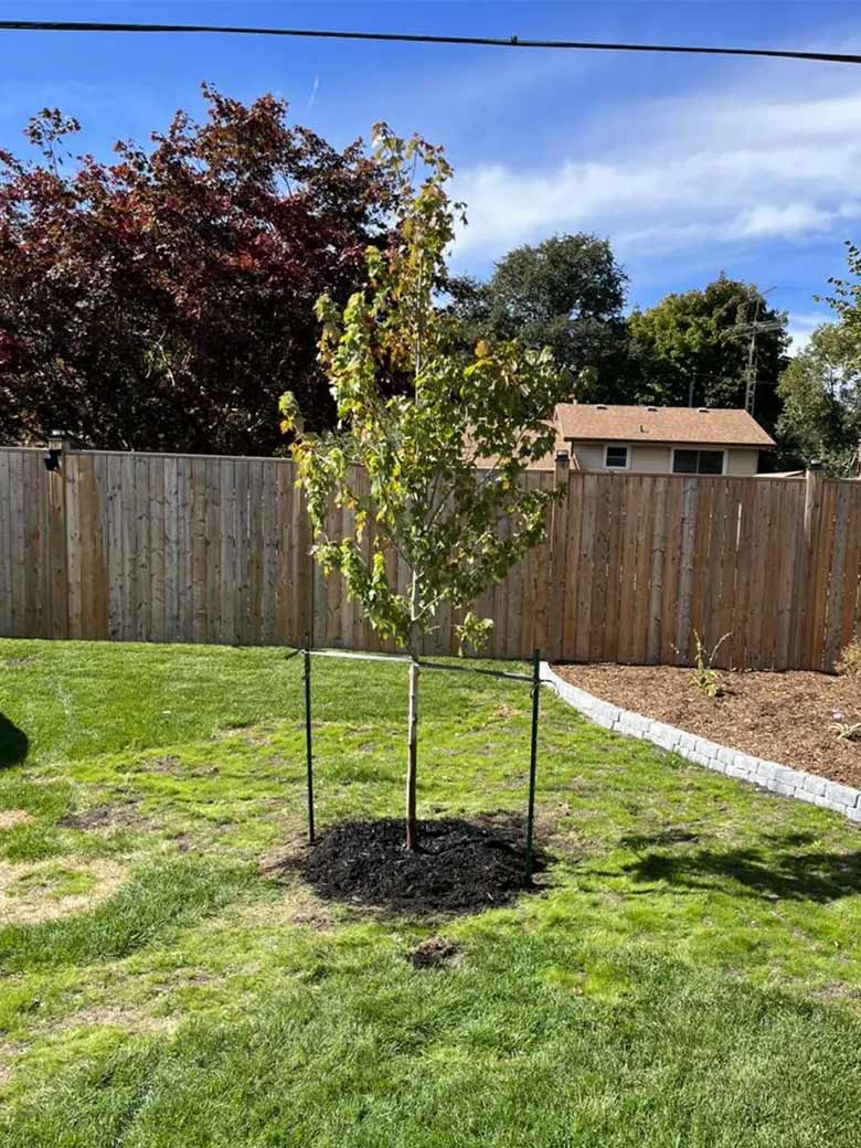 Tree Planting in the Niagara Region
