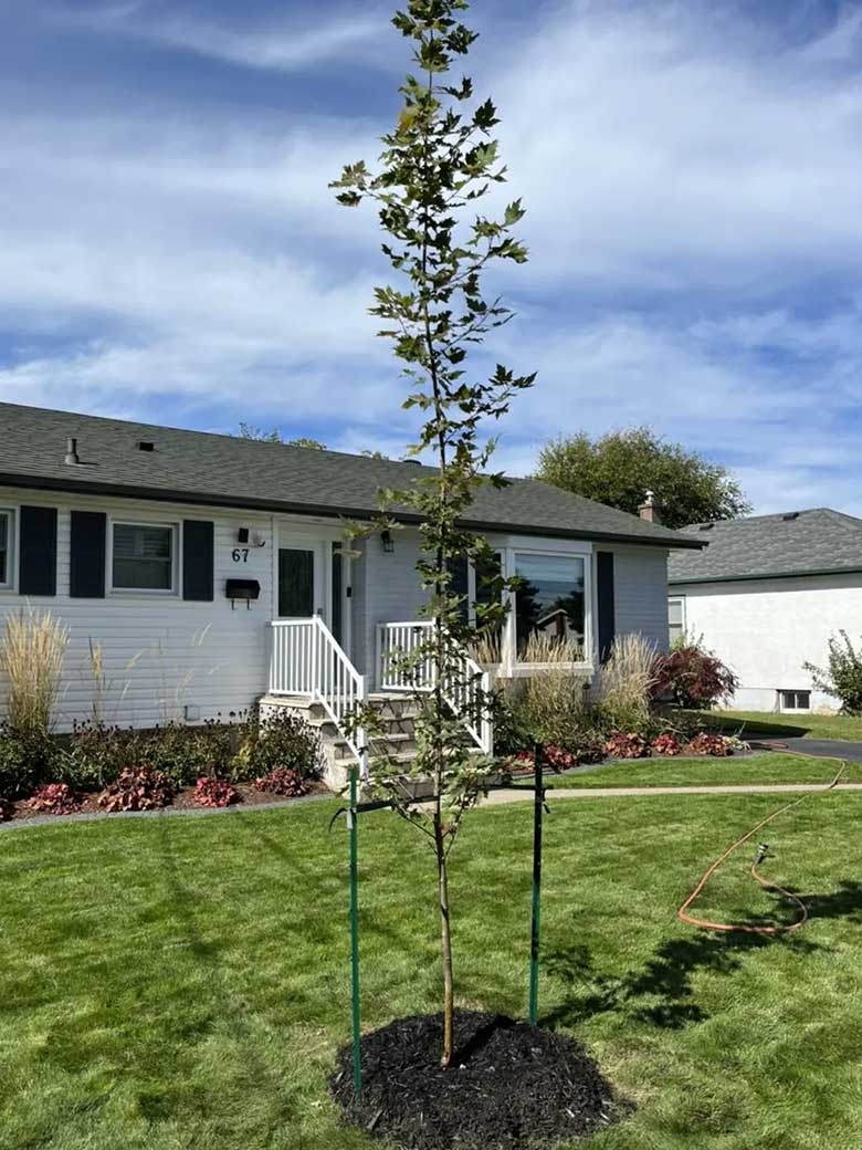 Tree Planting in Beamsville, Serving the Niagara Region