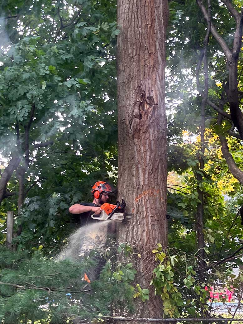 Tree Removal Service in Beamsville, ON