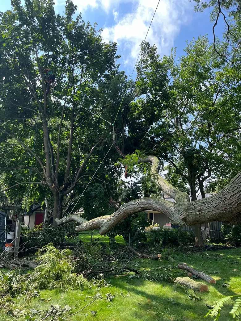 Tree Removal Service by Niagara Tree Company, Serving the Niagara Region