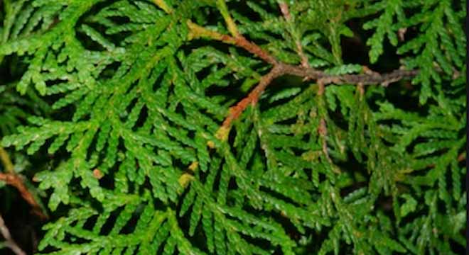 Cedar Trees for sale at the Niagara Tree Company