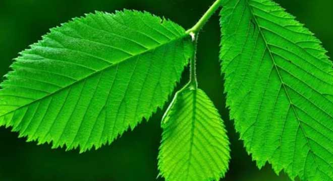 Elm Trees for sale at the Niagara Tree Company