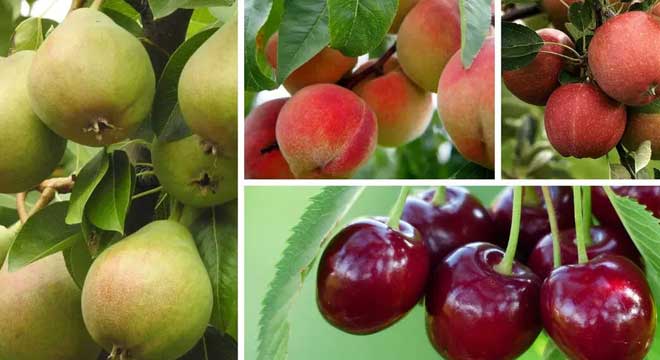 Fruit Trees for sale at the Niagara Tree Company