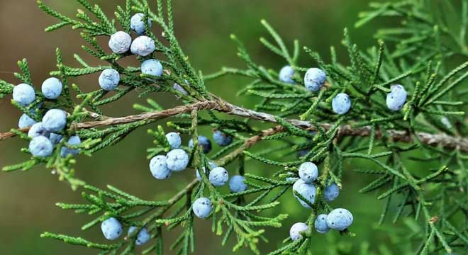 Juniper Trees for sale at the Niagara Tree Company