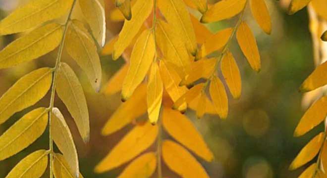 Locust Trees for sale at the Niagara Tree Company