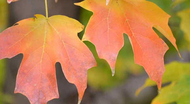 Maple Trees for sale at the Niagara Tree Company