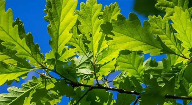 Oak Trees for sale at the Niagara Tree Company