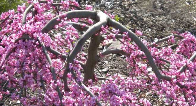 Ornamental Trees for sale at the Niagara Tree Company