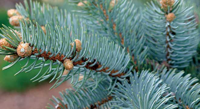 Spruce Trees for sale at the Niagara Tree Company